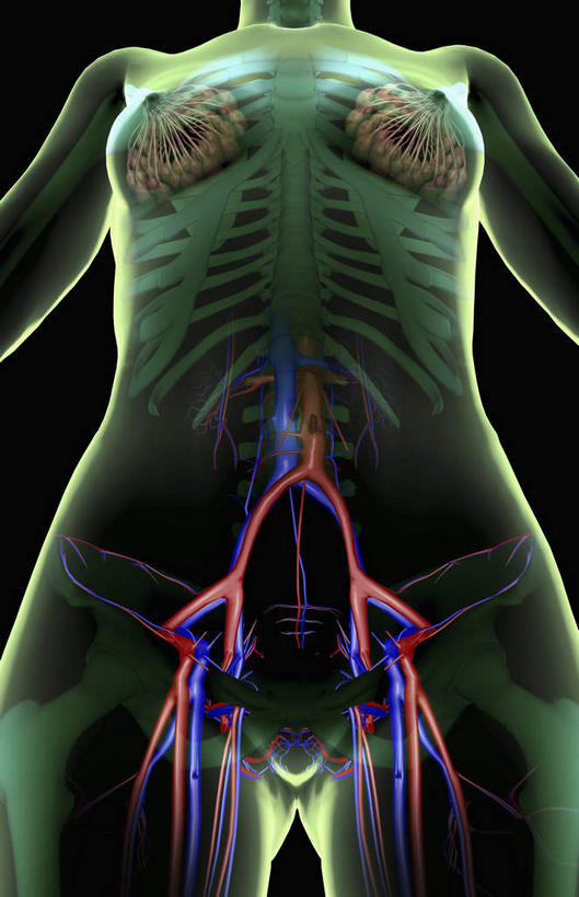 内脏,动脉,静脉,骨骼,无人,竖图,插画,x光片,室内,特写,白天,正面,数码,科技,静物,许多,阴影,黑色背景,辐射,科学,网络,医学,骨头,高光,几何,计算机图形,合成,图画,画,红色,蓝色,绿色,模型,人体,电脑合成图,数码合成图,骨架,医疗,生物学,人体器官,科学技术,x射线,器官,x光,漫画,生理学,写实,具体,具象,乳腺,半身,彩图,电磁波,电磁辐射