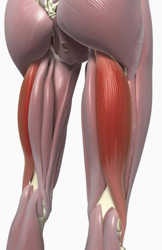 动脉,静脉,骨骼,肌肉,健壮,无人,竖图,插画,室内,特写,白天,正面,数码,科技,静物,阴影,黑色背景,网络,医学,骨头,高光,几何,计算机图形,合成,图画,画,红色,模型,健康,活力,力量,人体,青春,电脑合成图,数码合成图,骨架,生物学,强壮,漫画,生理学,写实,具体,具象,股二头肌,腘绳肌,彩图