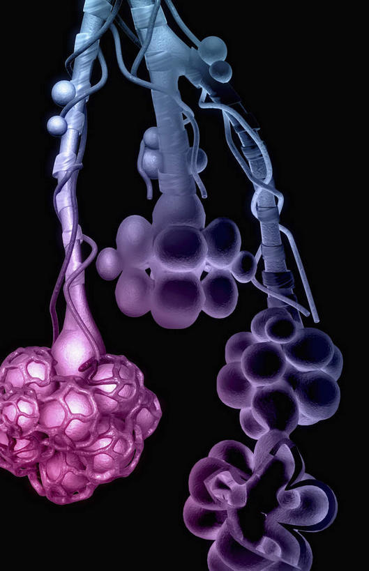 气管,无人,竖图,插画,室内,特写,白天,正面,数码,科技,静物,许多,阴影,网络,医学,细胞,高光,几何,计算机图形,合成,图画,画,红色,蓝色,人体,电脑合成图,数码合成图,生物学,漫画,支气管,生理学,写实,具体,具象,肺泡,彩图