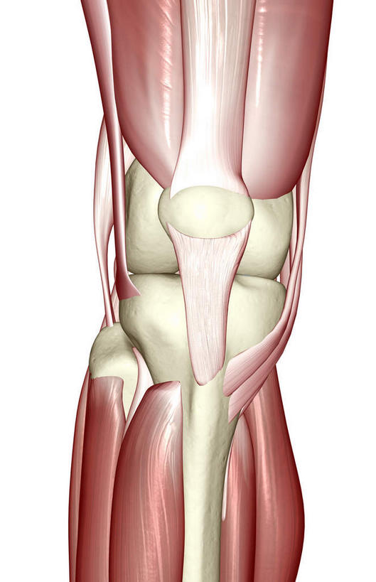 腿部,动脉,静脉,骨骼,肌肉,腿,健壮,无人,竖图,插画,室内,特写,白天,白色背景,正面,数码,科技,静物,阴影,网络,医学,骨头,高光,几何,计算机图形,合成,图画,画,一个,红色,模型,健康,活力,力量,人体,单个,青春,电脑合成图,数码合成图,骨架,生物学,强壮,漫画,生理学,写实,具体,具象,肌腱,半身,彩图