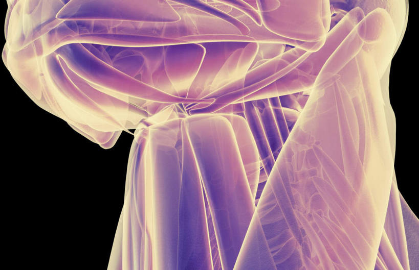 喉咙,脖子,动脉,静脉,骨骼,肌肉,健壮,无人,横图,插画,x光片,室内,特写,白天,正面,数码,科技,静物,阴影,黑色背景,辐射,科学,网络,医学,骨头,高光,几何,计算机图形,合成,图画,画,紫色,模型,健康,活力,力量,人体,青春,电脑合成图,数码合成图,骨架,医疗,生物学,科学技术,x射线,强壮,x光,漫画,生理学,写实,具体,具象,脖,颈,颈部,半身,彩图,电磁波,电磁辐射