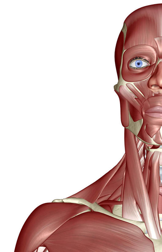 脸,头,眼睛,脸颊,内脏,动脉,静脉,骨骼,肌肉,健壮,无人,竖图,插画,室内,特写,白天,白色背景,正面,数码,科技,静物,瞳孔,阴影,网络,医学,骨头,高光,几何,计算机图形,合成,图画,画,红色,模型,健康,活力,力量,人体,眼部,青春,电脑合成图,数码合成图,骨架,生物学,人体器官,强壮,器官,漫画,生理学,写实,具体,具象,颊肌,眼轮匝肌,咬肌,额肌,胸锁乳突肌,头部,脸部,脸蛋,面部,眼,半身,彩图