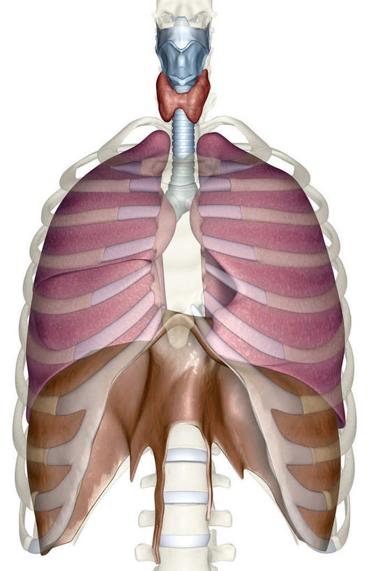 喉咙,内脏,肺,气管,动脉,静脉,骨骼,肋骨,无人,竖图,插画,室内,特写,白天,白色背景,正面,数码,科技,静物,阴影,透明,网络,医学,骨头,高光,几何,计算机图形,合成,图画,画,红色,模型,人体,电脑合成图,数码合成图,骨架,生物学,人体器官,器官,漫画,支气管,生理学,写实,具体,具象,肺部,肺脏,彩图