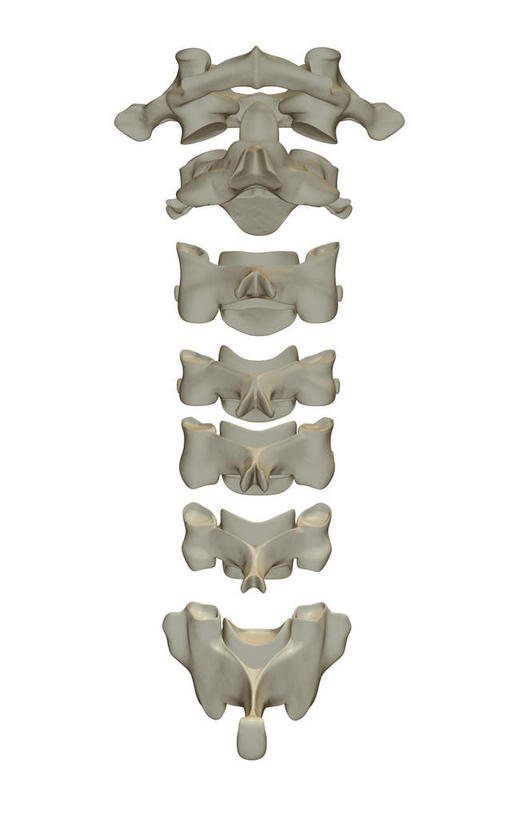 动脉,静脉,骨骼,无人,竖图,插画,室内,特写,白天,白色背景,正面,数码,科技,静物,阴影,网络,医学,骨头,高光,几何,计算机图形,合成,图画,分开,画,白色,模型,人体,电脑合成图,数码合成图,骨架,生物学,漫画,生理学,写实,具体,具象,胫骨,半身,彩图
