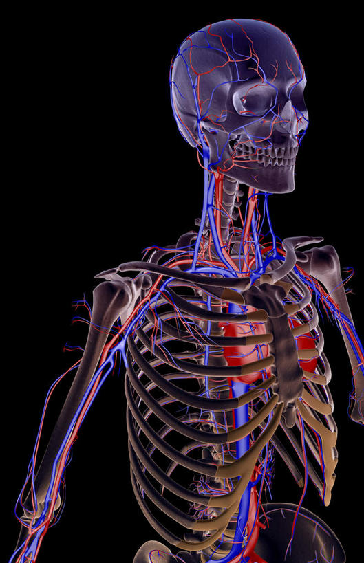 肩胛骨,内脏,心脏,动脉,静脉,骨骼,肋骨,脊椎,血管,无人,站,竖图,插画,x光片,室内,特写,白天,正面,数码,科技,静物,阴影,黑色背景,辐射,科学,网络,医学,骨头,高光,几何,计算机图形,合成,图画,画,红色,蓝色,白色,模型,站着,人体,电脑合成图,数码合成图,骨架,医疗,生物学,人体器官,科学技术,x射线,器官,x光,漫画,生理学,写实,具体,具象,顶骨,额骨,肱骨,颈椎,下颌骨,颧骨,背骨,心,站立,半身,彩图,电磁波,电磁辐射