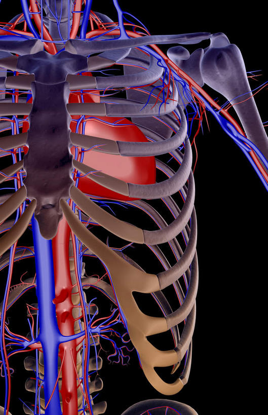 内脏,心脏,动脉,静脉,骨骼,肋骨,脊椎,血管,无人,站,竖图,插画,x光片,室内,特写,白天,正面,数码,科技,静物,阴影,黑色背景,辐射,科学,网络,医学,骨头,高光,几何,计算机图形,合成,图画,画,红色,绿色,白色,模型,站着,人体,电脑合成图,数码合成图,骨架,医疗,生物学,人体器官,科学技术,x射线,器官,x光,漫画,生理学,写实,具体,具象,背骨,心,站立,半身,彩图,电磁波,电磁辐射