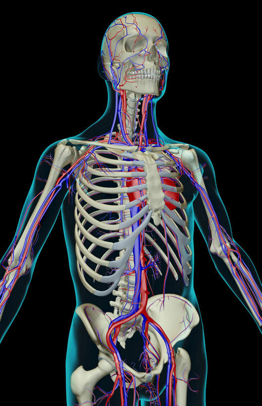 肩胛骨,内脏,心脏,动脉,静脉,骨骼,肋骨,脊椎,血管,无人,站,竖图,插画,x光片,室内,特写,白天,正面,数码,科技,静物,阴影,黑色背景,辐射,科学,网络,医学,骨头,高光,几何,计算机图形,合成,图画,画,红色,蓝色,白色,模型,站着,人体,电脑合成图,数码合成图,骨架,医疗,生物学,人体器官,科学技术,x射线,器官,x光,漫画,生理学,写实,具体,具象,顶骨,额骨,肱骨,髋骨,尾骨,腰骨,下颌骨,颧骨,心,站立,半身,彩图,电磁波,电磁辐射
