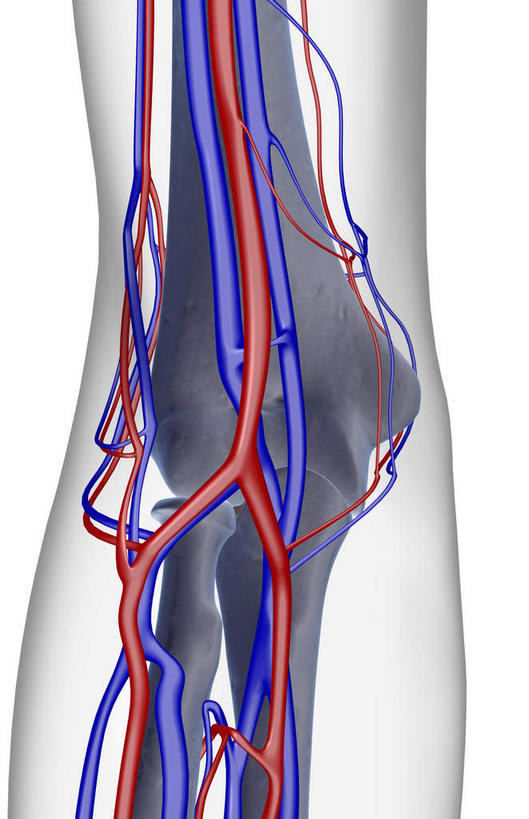 神经,动脉,静脉,骨骼,血管,无人,竖图,插画,室内,特写,白天,白色背景,正面,数码,科技,静物,阴影,网络,医学,骨头,高光,几何,计算机图形,合成,图画,肩膀,画,红色,蓝色,模型,人体,电脑合成图,数码合成图,骨架,生物学,漫画,生理学,写实,具体,具象,肱骨,桡骨,肘骨,半身,彩图,神经系统
