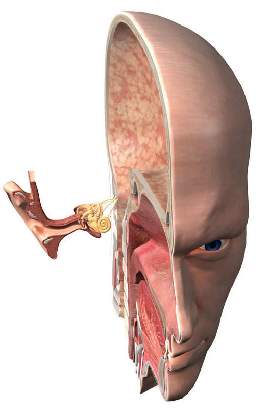 脸,头,眼睛,耳朵,脸颊,无人,竖图,插画,室内,特写,白天,白色背景,正面,数码,科技,瞳孔,阴影,网络,医学,高光,几何,计算机图形,合成,图画,画,黑色,眼部,电脑合成图,数码合成图,生物学,解剖,横截面,漫画,生理学,写实,具体,具象,头部,耳,耳部,脸部,脸蛋,面部,眼,半身,彩图,剖解,听小骨