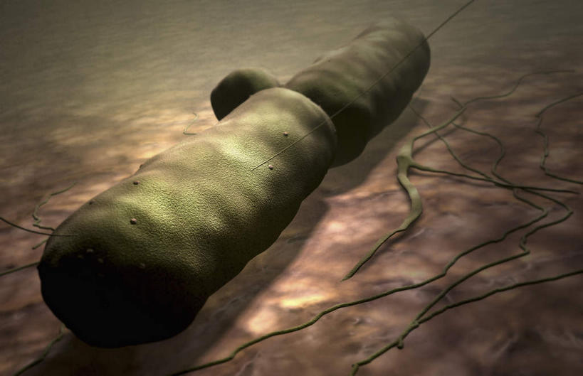 无人,横图,插画,室内,白天,正面,数码,分子,科技,微生物,静物,阴影,网络,医学,细胞,高光,几何,计算机图形,合成,图画,画,两个,黑色,生物,人体,电脑合成图,数码合成图,医疗,病毒,生物学,漫画,生理学,写实,具体,具象,寄生,生命体,炭疽热病菌,彩图