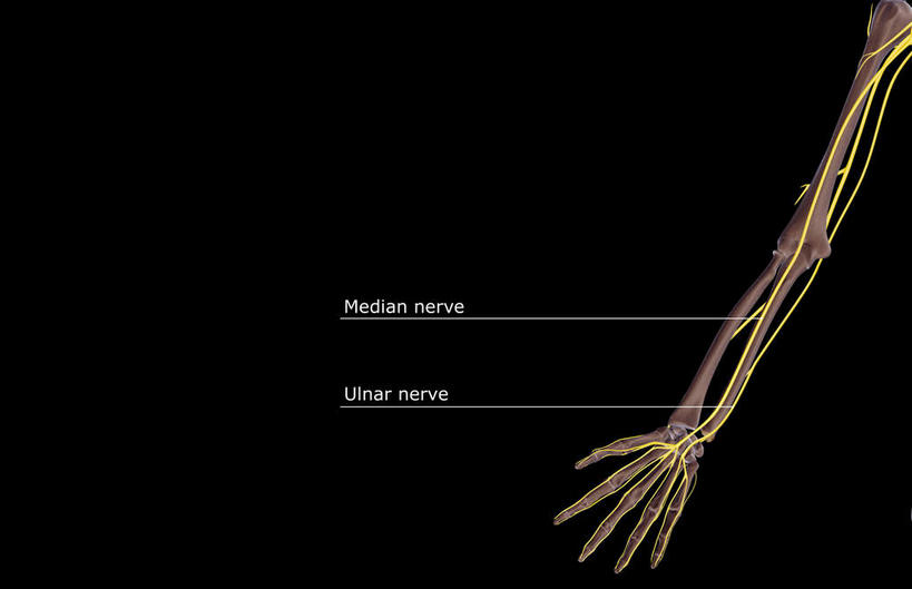 神经,动脉,静脉,骨骼,无人,横图,插画,x光片,室内,特写,白天,正面,数码,科技,静物,阴影,黑色背景,辐射,科学,网络,医学,骨头,高光,几何,计算机图形,合成,图画,画,黄色,红色,模型,人体,电脑合成图,数码合成图,骨架,医疗,生物学,科学技术,x射线,x光,漫画,生理学,写实,具体,具象,肱骨,桡骨,掌骨,指骨,肘骨,半身,彩图,五指张开,神经系统,电磁波,电磁辐射
