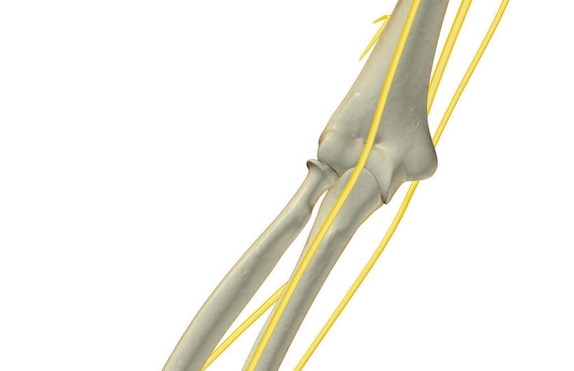 神经,动脉,静脉,骨骼,无人,横图,插画,室内,白天,白色背景,正面,数码,科技,静物,阴影,网络,医学,骨头,高光,几何,计算机图形,合成,图画,画,黄色,红色,模型,人体,电脑合成图,数码合成图,骨架,生物学,漫画,生理学,写实,具体,具象,肱骨,桡骨,肘骨,半身,彩图,神经系统