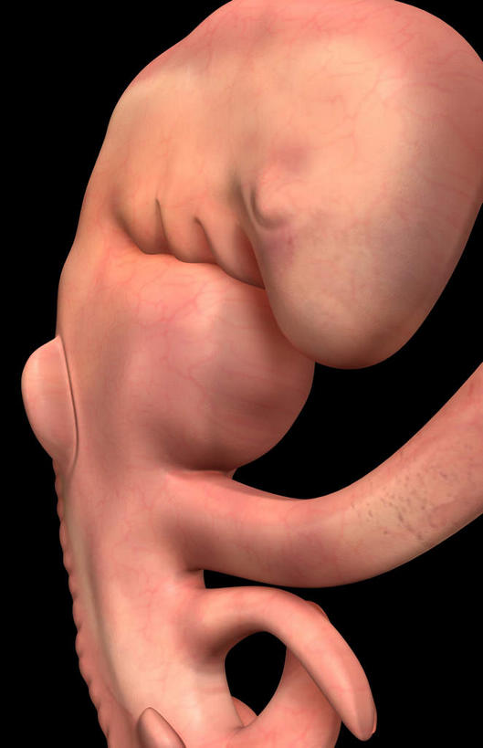 孕妇,无人,竖图,插画,室内,特写,白天,正面,数码,科技,阴影,黑色背景,网络,高光,几何,计算机图形,合成,图画,画,红色,怀孕,电脑合成图,数码合成图,胎儿,待产,漫画,写实,具体,具象,妊娠,准妈妈,产妇,彩图,胚胎,受精卵