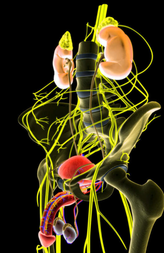 内脏,肾脏,神经,动脉,静脉,骨骼,阴茎,无人,竖图,插画,x光片,室内,特写,白天,正面,数码,科技,静物,阴影,黑色背景,辐射,科学,网络,医学,骨头,高光,几何,计算机图形,合成,图画,画,黄色,红色,模型,人体,电脑合成图,数码合成图,骨架,医疗,生物学,人体器官,科学技术,x射线,器官,x光,漫画,输尿管,生理学,写实,具体,具象,股骨,尾骨,腰骨,输精管,肾,彩图,神经系统,生殖器官,电磁波,电磁辐射