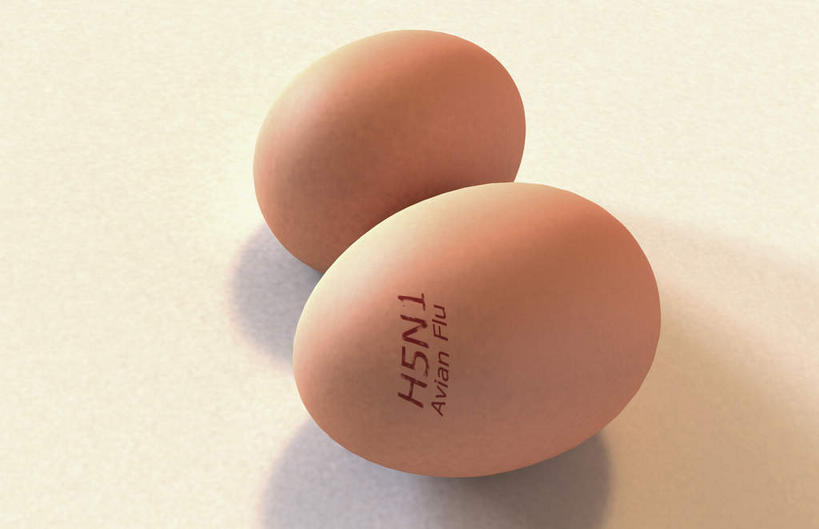 无人,横图,俯视,室内,特写,白天,白色背景,阴影,反射,影子,蛋,鸡蛋,两个,黄色,草鸡蛋,卵,彩图,高角度拍摄