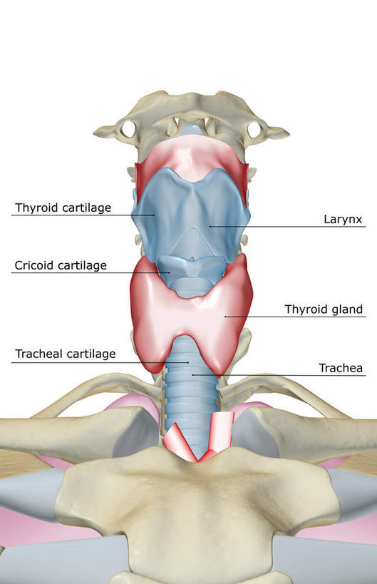 喉咙,内脏,食道,动脉,静脉,无人,竖图,插画,室内,白天,白色背景,正面,数码,科技,静物,阴影,网络,医学,高光,几何,计算机图形,合成,图画,画,红色,蓝色,模型,人体,电脑合成图,数码合成图,生物学,人体器官,器官,漫画,生理学,写实,具体,具象,喉管,彩图