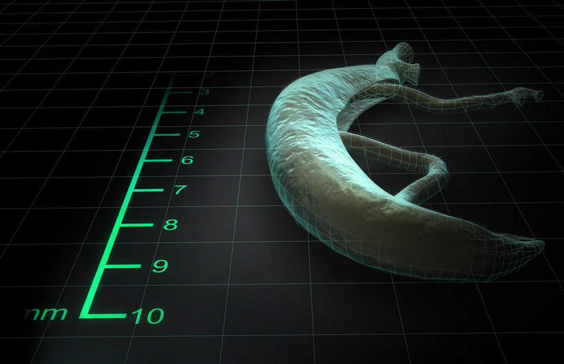 无人,横图,插画,室内,白天,正面,数码,科技,阴影,微小,网络,标志,数字,文字,字符,高光,几何,计算机图形,合成,图画,标识,画,绿色,白色,动物,阿拉伯数字,电脑合成图,数码合成图,尺度,漫画,标准,写实,具体,具象,传染,寄生,寄生虫,血吸虫,裂体吸虫,扁形动物,彩图,微弱