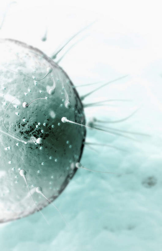 无人,竖图,插画,室内,特写,白天,正面,数码,科技,静物,阴影,发光,网络,医学,细胞,高光,几何,计算机图形,合成,图画,画,一个,精子,人体,单个,游动,电脑合成图,数码合成图,生物学,卵子,漫画,生理学,写实,具体,具象,受精,彩图