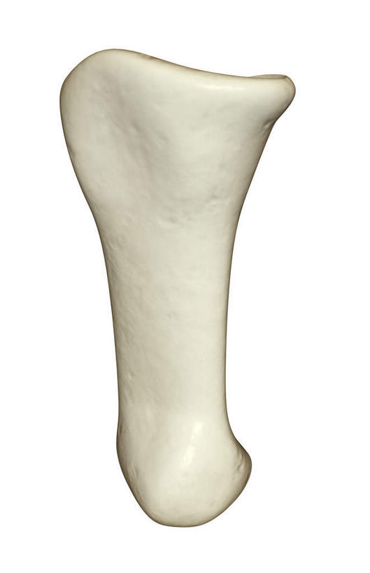 神经,动脉,静脉,骨骼,无人,竖图,插画,室内,白天,白色背景,正面,数码,科技,静物,阴影,网络,医学,骨头,高光,几何,计算机图形,合成,图画,画,白色,模型,人体,电脑合成图,数码合成图,骨架,生物学,漫画,生理学,写实,具体,具象,指骨,半身,彩图,神经系统