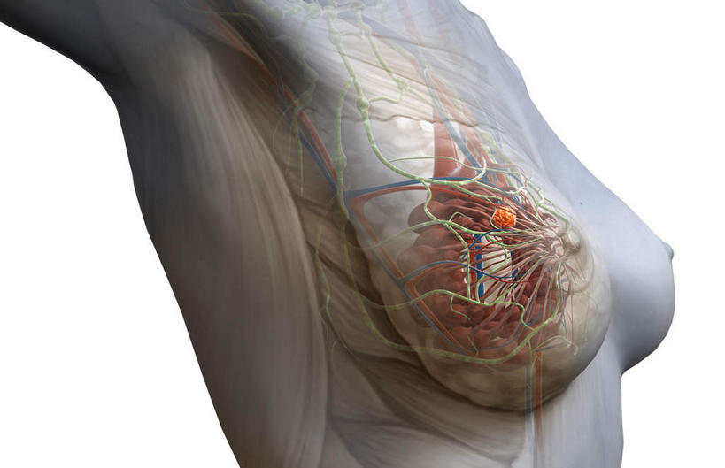 胸,神经,动脉,静脉,血管,无人,横图,插画,室内,特写,白天,白色背景,正面,数码,科技,静物,阴影,网络,医学,线条,高光,几何,计算机图形,合成,图画,画,黄色,模型,人体,电脑合成图,数码合成图,生物学,筋脉,漫画,生理学,写实,具体,具象,胸部,半身,彩图