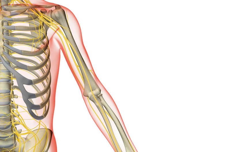肩胛骨,神经,动脉,静脉,骨骼,胸骨,肋骨,无人,横图,插画,x光片,室内,特写,白天,正面,数码,科技,静物,阴影,辐射,科学,网络,医学,线条,支架,骨头,高光,几何,计算机图形,合成,图画,画,黄色,白色,模型,人体,轮廓,电脑合成图,数码合成图,骨架,医疗,生物学,科学技术,x射线,筋脉,x光,漫画,生理学,写实,具体,具象,尺骨,桡骨,半身,彩图,电磁波,电磁辐射