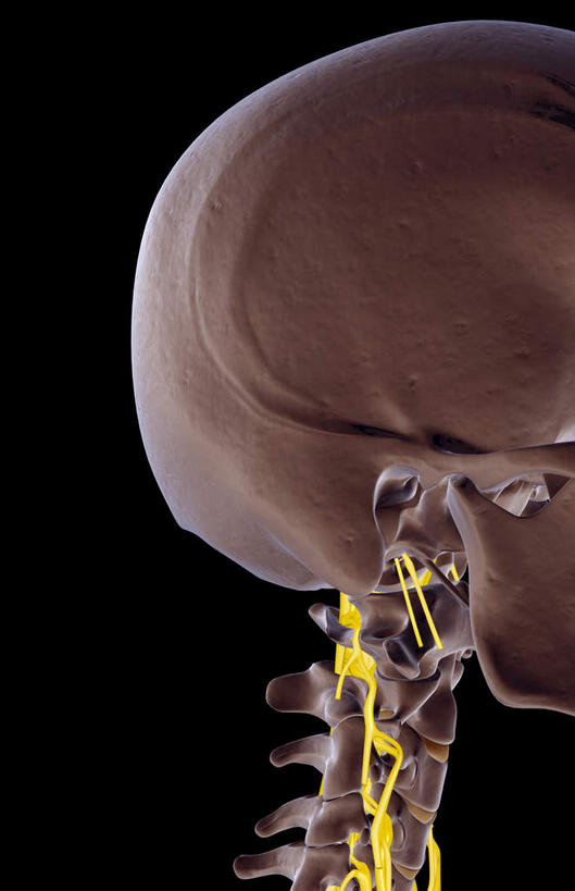 神经,动脉,静脉,骨骼,无人,竖图,插画,x光片,室内,特写,白天,正面,数码,科技,静物,阴影,黑色背景,辐射,科学,网络,医学,线条,支架,骨头,高光,几何,计算机图形,合成,图画,画,黄色,模型,人体,电脑合成图,数码合成图,头颅,骨架,医疗,生物学,科学技术,x射线,筋脉,x光,漫画,生理学,写实,具体,具象,颈骨,半身,彩图,电磁波,电磁辐射