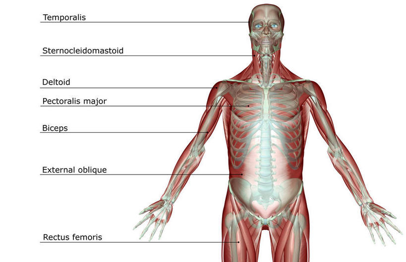 神经,动脉,静脉,骨骼,一个人,无人,站,伸展双臂,横图,插画,室内,特写,白天,白色背景,正面,数码,科技,静物,仅一个人,阴影,网络,医学,英文,标志,文字,线条,支架,字符,字母,骨头,高光,几何,计算机图形,合成,图画,标识,画,黄色,模型,站着,身体,人体,英文字母,电脑合成图,数码合成图,骨架,生物学,伸出,筋脉,漫画,生理学,写实,具体,具象,敞开双臂,展开双肩,站立,张开手臂,张开双臂,半身,彩图