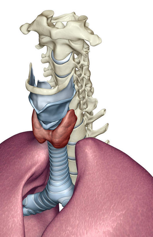 喉咙,内脏,气管,脊髓,动脉,静脉,脊椎,无人,竖图,插画,室内,白天,白色背景,正面,数码,科技,静物,阴影,网络,医学,高光,几何,计算机图形,合成,图画,画,一个,模型,人体,单个,电脑合成图,数码合成图,生物学,人体器官,器官,漫画,软骨,生理学,写实,具体,具象,喉,脊柱,彩图