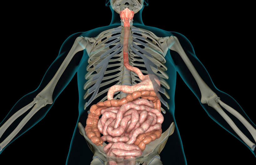 内脏,肠,动脉,静脉,骨骼,十二指肠,无人,站,伸展双臂,横图,插画,室内,白天,正面,数码,科技,静物,阴影,黑色背景,网络,医学,支架,骨头,高光,几何,计算机图形,合成,图画,画,模型,站着,身体,人体,电脑合成图,数码合成图,骨架,生物学,人体器官,伸出,器官,漫画,生理学,写实,具体,具象,大肠,盲肠,小肠,直肠,敞开双臂,展开双肩,站立,张开手臂,张开双臂,半身,彩图,消化系统