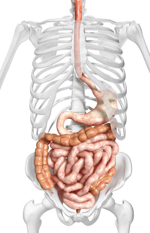内脏,肠,脊髓,动脉,静脉,骨骼,十二指肠,无人,站,伸展双臂,竖图,插画,室内,白天,白色背景,正面,数码,科技,静物,阴影,网络,医学,支架,骨头,高光,几何,计算机图形,合成,图画,画,模型,站着,身体,人体,电脑合成图,数码合成图,骨架,生物学,人体器官,伸出,器官,漫画,生理学,写实,具体,具象,大肠,脊柱,盲肠,小肠,直肠,敞开双臂,展开双肩,站立,张开手臂,张开双臂,半身,彩图,消化系统