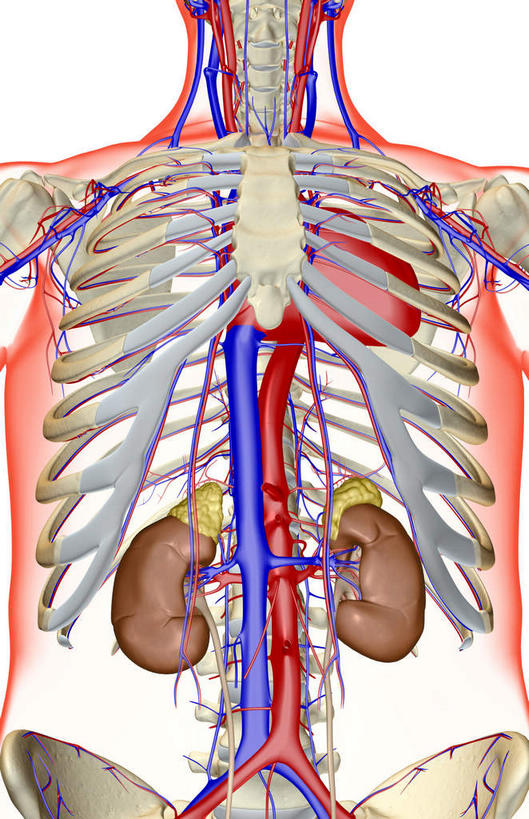 内脏,肾脏,神经,脊髓,动脉,静脉,骨骼,无人,站,伸展双臂,竖图,插画,室内,白天,白色背景,正面,数码,科技,静物,阴影,网络,医学,支架,骨头,高光,几何,计算机图形,合成,图画,画,红色,模型,站着,身体,人体,电脑合成图,数码合成图,骨架,生物学,人体器官,伸出,器官,筋脉,漫画,生理学,写实,具体,具象,脊柱,肾,敞开双臂,展开双肩,站立,张开手臂,张开双臂,半身,彩图