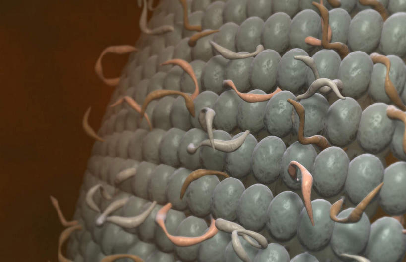 无人,横图,插画,室内,特写,白天,正面,数码,科技,静物,阴影,网络,医学,细胞,线条,高光,几何,计算机图形,合成,图画,画,人体,电脑合成图,数码合成图,生物学,漫画,生理学,写实,具体,具象,细胞膜,彩图