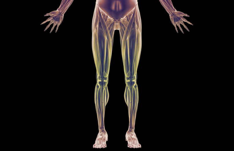 腿部,动脉,静脉,骨骼,腿,无人,站,伸展双臂,横图,插画,x光片,室内,特写,白天,正面,数码,科技,静物,阴影,黑色背景,辐射,科学,网络,医学,支架,骨头,高光,几何,计算机图形,合成,图画,画,模型,站着,人体,电脑合成图,数码合成图,骨架,医疗,生物学,科学技术,x射线,伸出,盆骨,x光,漫画,生理学,写实,具体,具象,敞开双臂,展开双肩,站立,张开手臂,张开双臂,半身,彩图,电磁波,电磁辐射