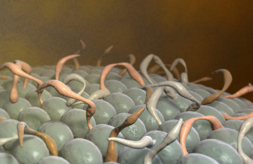 无人,横图,插画,室内,特写,白天,正面,数码,科技,静物,阴影,网络,医学,细胞,线条,高光,几何,计算机图形,合成,图画,画,人体,电脑合成图,数码合成图,生物学,漫画,生理学,写实,具体,具象,细胞膜,彩图