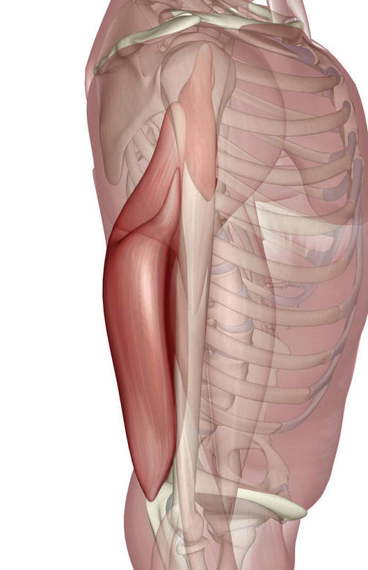 肌肉,健壮,无人,竖图,插画,室内,特写,白天,正面,数码,科技,阴影,网络,高光,几何,计算机图形,合成,图画,画,健康,活力,力量,青春,电脑合成图,数码合成图,强壮,漫画,写实,具体,具象,二头肌,肱三头肌,彩图