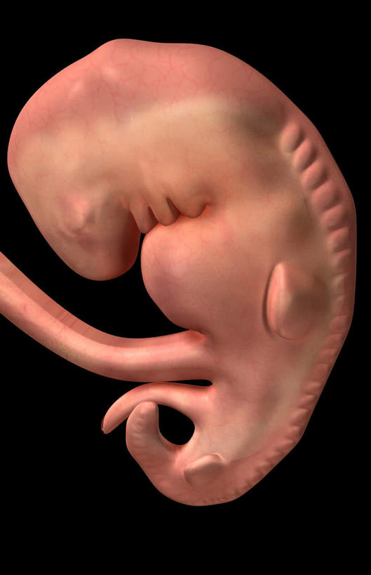 无人,竖图,插画,室内,特写,白天,正面,数码,科技,静物,阴影,黑色背景,网络,医学,高光,几何,计算机图形,合成,图画,画,人体,电脑合成图,数码合成图,胎儿,生物学,脐带,漫画,孕育,保护膜,生理学,写实,具体,具象,彩图,胚胎