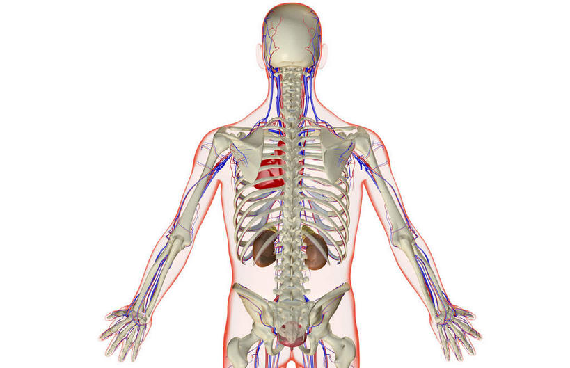 神经,脊髓,动脉,静脉,骨骼,脊椎,无人,站,伸展双臂,横图,插画,室内,特写,白天,白色背景,正面,数码,科技,静物,阴影,网络,医学,骨头,高光,几何,计算机图形,合成,图画,画,模型,站着,身体,人体,电脑合成图,数码合成图,骨架,生物学,伸出,筋脉,韧带,漫画,生理学,写实,具体,具象,脊柱,敞开双臂,展开双肩,站立,张开手臂,张开双臂,半身,彩图