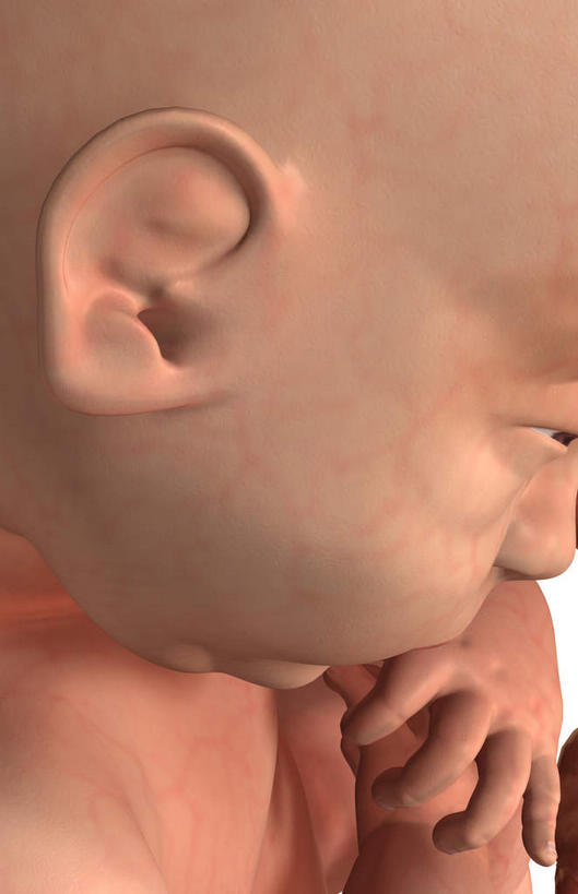 无人,竖图,插画,室内,特写,白天,正面,数码,科技,静物,阴影,网络,医学,高光,几何,计算机图形,合成,图画,画,人体,电脑合成图,数码合成图,胎儿,生物学,脐带,漫画,孕育,保护膜,生理学,写实,具体,具象,彩图,胚胎