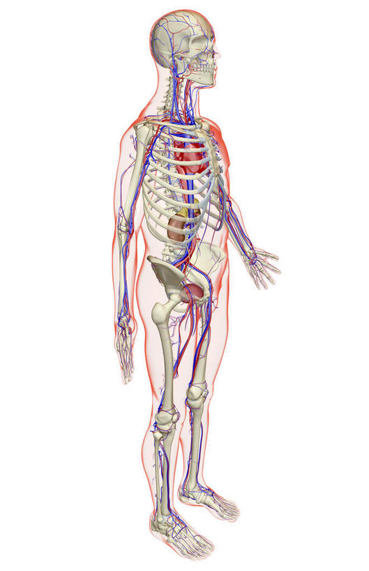 神经,脊髓,动脉,静脉,骨骼,脊椎,无人,站,伸展双臂,竖图,插画,室内,特写,白天,白色背景,侧面,数码,科技,静物,阴影,网络,医学,骨头,高光,几何,计算机图形,合成,图画,注视,画,模型,观察,看,站着,身体,人体,观看,电脑合成图,数码合成图,骨架,察看,生物学,伸出,关注,筋脉,漫画,生理学,写实,具体,具象,脊柱,敞开双臂,展开双肩,站立,张开手臂,张开双臂,彩图,全身