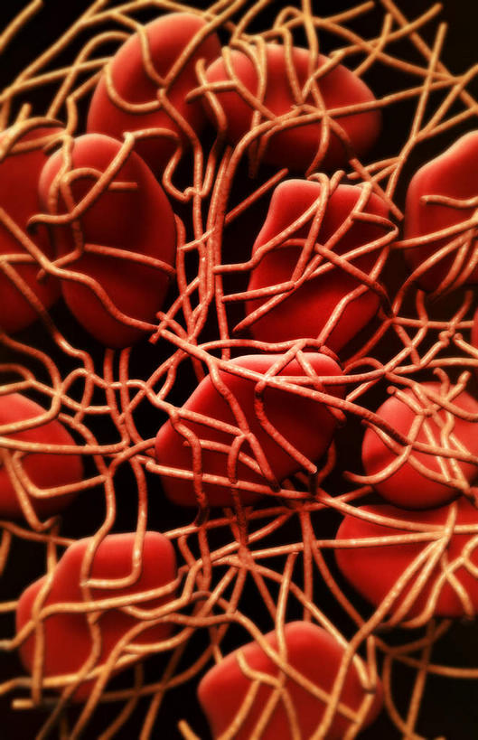 无人,竖图,插画,室内,特写,白天,正面,数码,科技,静物,阴影,网络,血,医学,细胞,高光,几何,计算机图形,合成,图画,画,血液,人体,电脑合成图,数码合成图,生物学,漫画,生理学,写实,具体,具象,血块,肾,彩图