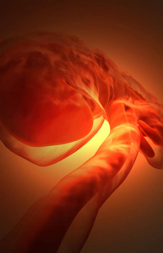 无人,竖图,插画,室内,特写,白天,正面,数码,科技,静物,阴影,网络,医学,高光,几何,计算机图形,合成,图画,画,人体,电脑合成图,数码合成图,胎儿,生物学,脐带,漫画,孕育,保护膜,生理学,写实,具体,具象,彩图,胚胎