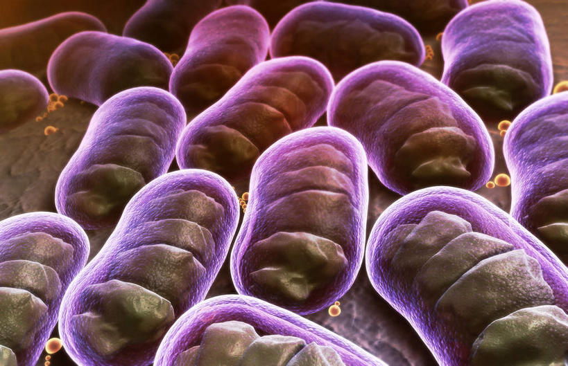 无人,横图,插画,室内,特写,白天,正面,数码,科技,静物,阴影,灰色背景,网络,细菌,医学,高光,几何,计算机图形,合成,图画,画,紫色,电脑合成图,数码合成图,生物学,漫画,生理学,写实,具体,具象,枯草芽孢杆菌,彩图