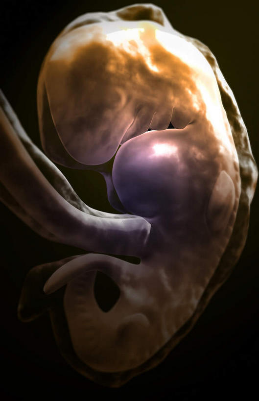 无人,竖图,插画,室内,特写,白天,正面,数码,科技,静物,阴影,网络,医学,高光,几何,计算机图形,合成,图画,画,人体,电脑合成图,数码合成图,胎儿,生物学,脐带,漫画,孕育,保护膜,生理学,写实,具体,具象,彩图,胚胎