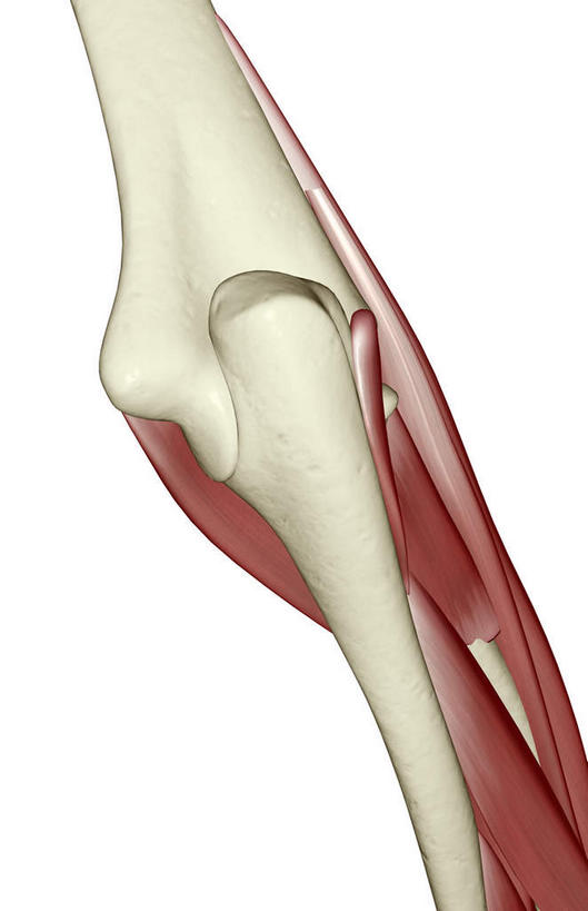 动脉,静脉,骨骼,肌肉,健壮,无人,竖图,插画,室内,特写,白天,白色背景,正面,数码,科技,静物,阴影,网络,医学,骨头,高光,几何,计算机图形,合成,图画,画,模型,健康,活力,力量,人体,青春,电脑合成图,数码合成图,骨架,生物学,强壮,漫画,生理学,写实,具体,具象,二头肌,肘部,半身,彩图