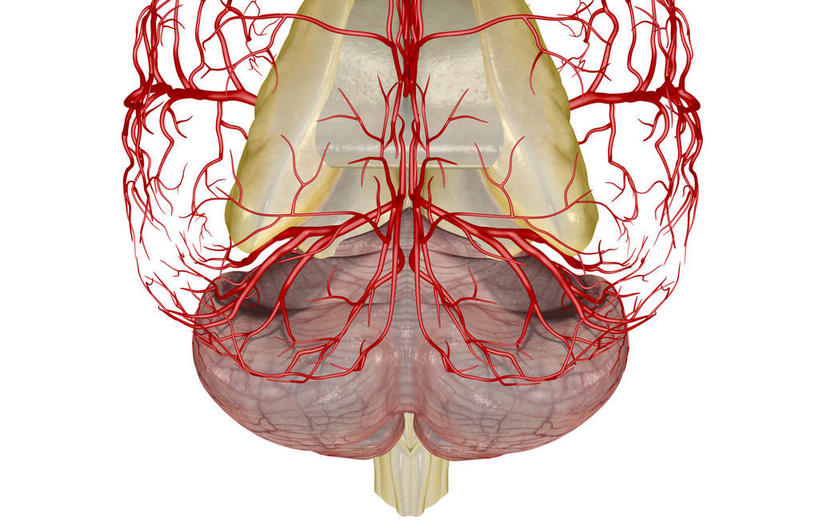动脉,静脉,血管,无人,横图,插画,室内,白天,白色背景,正面,数码,科技,静物,大脑,阴影,网络,医学,高光,几何,计算机图形,合成,图画,画,模型,人体,电脑合成图,数码合成图,生物学,器官,沟壑,漫画,小脑,脑干,生理学,写实,具体,具象,大脑皮层,端脑,沟,灰质,回,间脑,枕叶,彩图