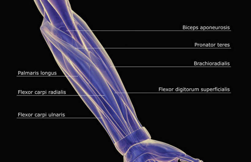 动脉,静脉,骨骼,无人,横图,插画,x光片,室内,特写,白天,正面,数码,科技,静物,阴影,黑色背景,辐射,科学,网络,医学,英文,标志,文字,字符,字母,骨头,高光,几何,计算机图形,合成,图画,标识,画,紫色,模型,人体,英文字母,电脑合成图,数码合成图,骨架,生物学,科学技术,x射线,x光,漫画,生理学,写实,具体,具象,手肘,尺骨,桡骨,肘部,彩图,电磁波,电磁辐射