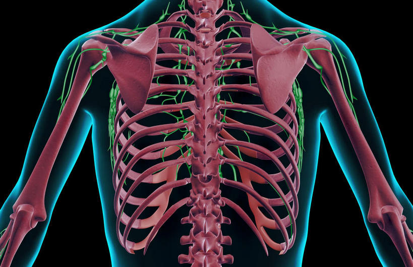 肩胛骨,神经,脊髓,动脉,静脉,骨骼,胸骨,脊椎,无人,横图,插画,x光片,室内,特写,白天,正面,数码,科技,静物,阴影,黑色背景,辐射,科学,网络,医学,骨头,高光,几何,计算机图形,合成,图画,画,红色,蓝色,绿色,模型,人体,轮廓,电脑合成图,数码合成图,骨架,生物学,科学技术,x射线,筋脉,x光,漫画,神经元,生理学,写实,具体,具象,腰骨,脊柱,半身,彩图,神经系统,电磁波,电磁辐射