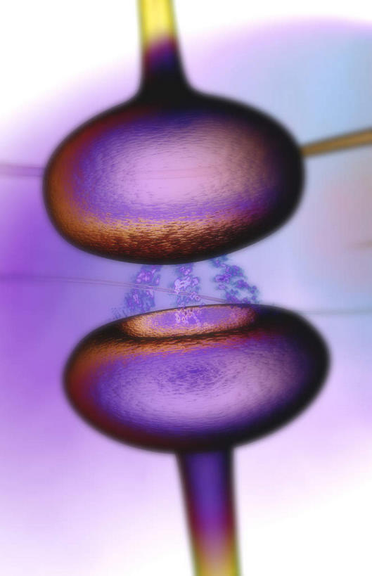 神经,无人,竖图,插画,室内,特写,白天,白色背景,正面,数码,科技,静物,阴影,网络,医学,细胞,高光,几何,计算机图形,合成,图画,画,绿色,紫色,人体,电脑合成图,数码合成图,生物学,筋脉,漫画,神经元,生理学,写实,具体,具象,突触,彩图,神经系统