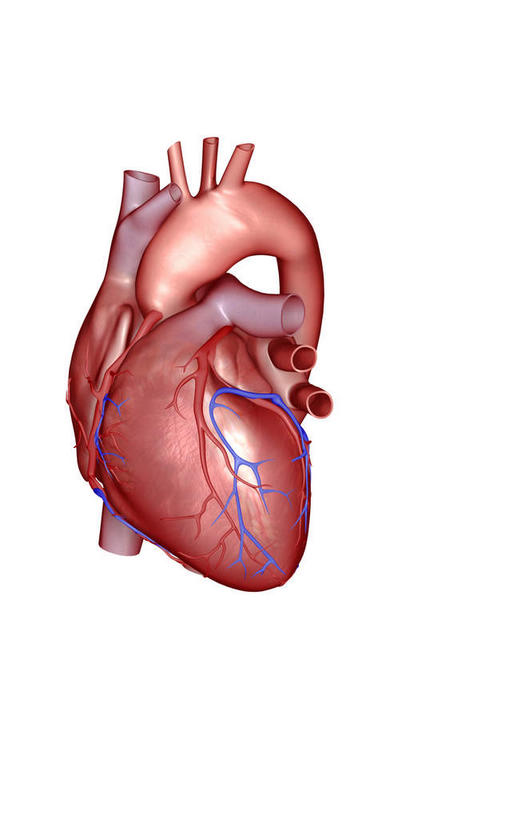 内脏,肺,气管,心脏,神经,动脉,静脉,无人,竖图,插画,室内,特写,白天,白色背景,正面,数码,科技,静物,阴影,网络,医学,高光,几何,计算机图形,合成,图画,画,红色,蓝色,模型,人体,电脑合成图,数码合成图,生物学,器官,筋脉,漫画,支气管,神经元,心血管,心房,心室,生理学,写实,具体,具象,冠状动脉,冠心病,肺部,肺脏,心,彩图,神经系统