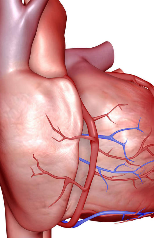 内脏,肺,气管,心脏,神经,动脉,静脉,无人,竖图,插画,室内,特写,白天,白色背景,正面,数码,科技,静物,阴影,网络,医学,高光,几何,计算机图形,合成,图画,画,红色,蓝色,模型,人体,电脑合成图,数码合成图,生物学,器官,筋脉,漫画,支气管,神经元,心血管,心房,心室,生理学,写实,具体,具象,冠状动脉,冠心病,肺部,肺脏,心,彩图,神经系统